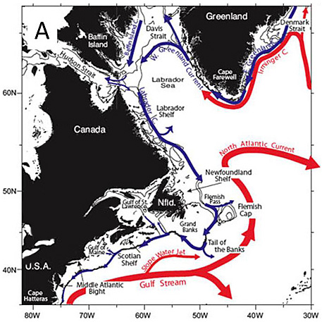 General circulation of the western North Atlantic Ocean showing the two dominant current systems: the Gulf Stream and the Labrador Current.