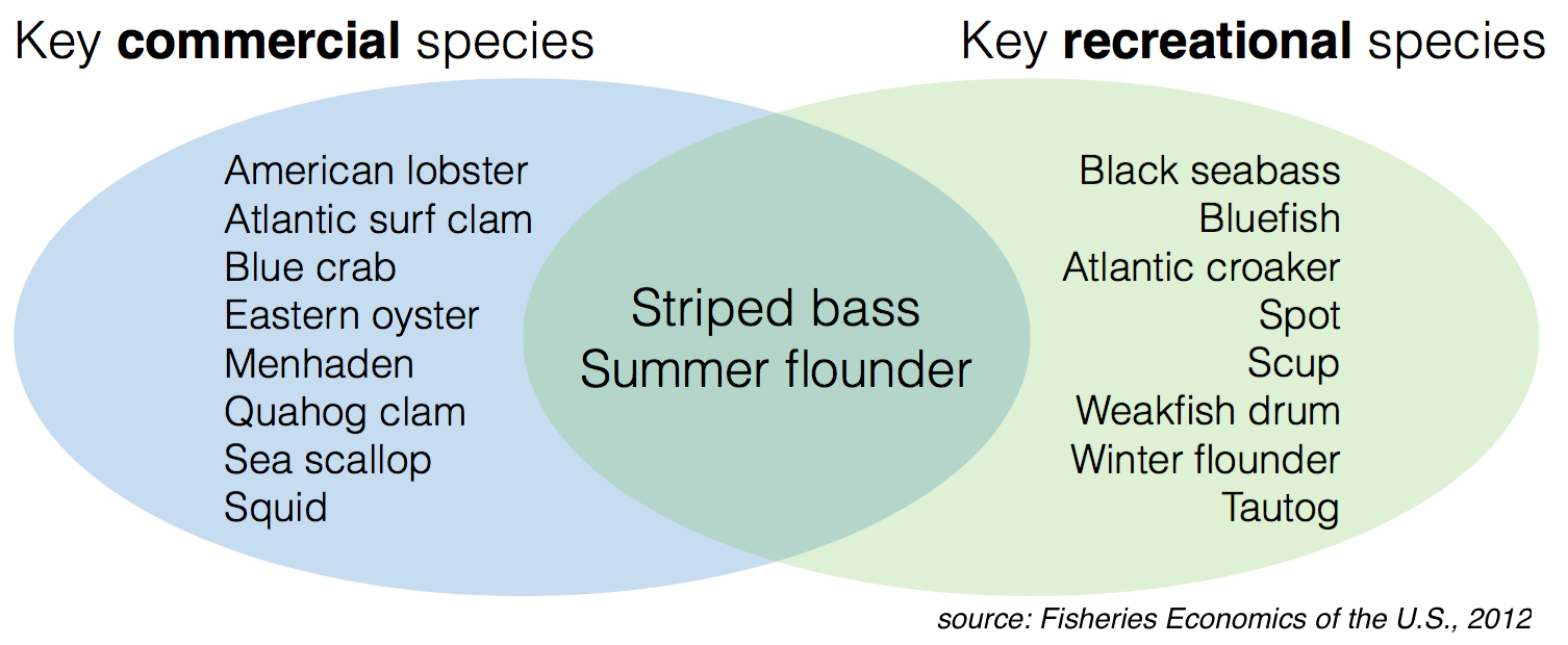 Key commercial and recreational fish species in the Mid-Atlantic