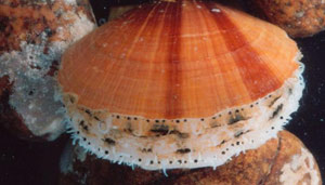 Atlantic sea scallop (NOAA)