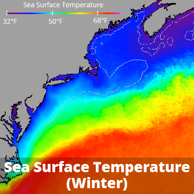Satellite image of sea surface temperature during winter conditions showing cold water influences in nearshore regions and the complex structure of the Gulf Stream. 